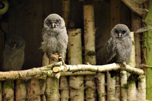 3 flauschige Bartkauzjunge wachsen im Wildpark Eekholt auf!