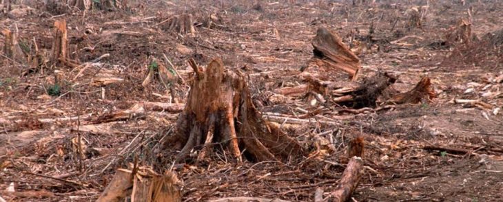 Ist Holz als Baumaterial noch akzeptabel?