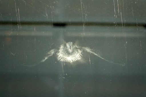 Vogelschlag am BER entschärfen