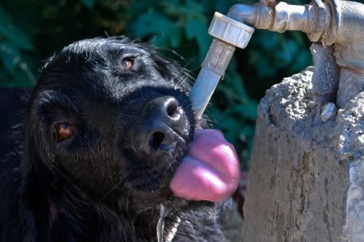 Was tun, damit die nächste Hitzewelle für unsere Hunde nicht zur Qual wird?