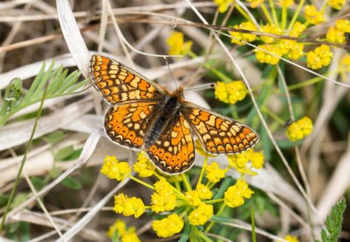Nationalpark Hainich verstärkt Schutz der Offenlandarten