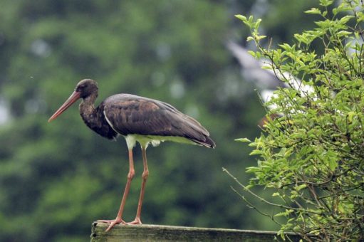 Ein beeindruckendes Naturschauspiel im Wildpark Eekholt