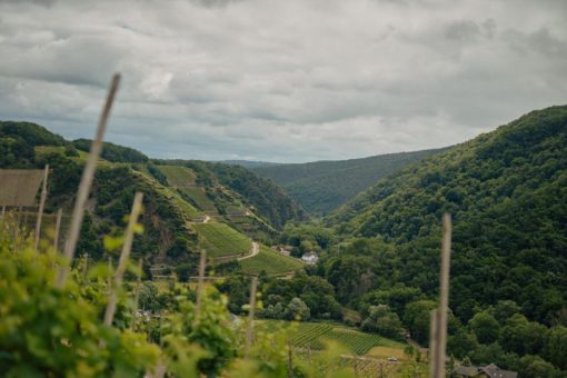 Für die Zukunft des Ahr-Weinbaus