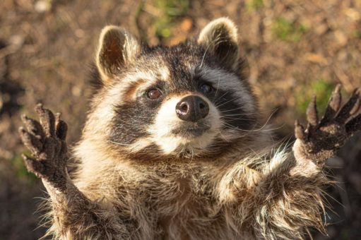 Die Corona-Krise trifft den Wildpark Müden aus Niedersachsen schwer