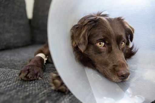 Kostenfalle Hüftdysplasie – Das kostet die Krankheit im Laufe eines Hundelebens