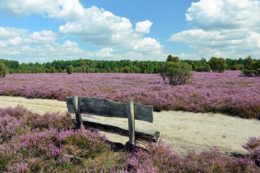 Von Braunschweig aus in den Harz und zur Heide