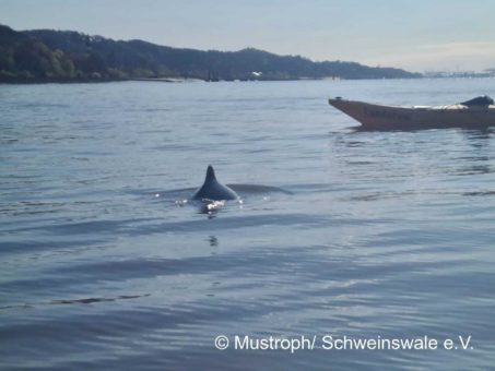 Wieder Schweinswale im Hamburger Hafen zu sehen
