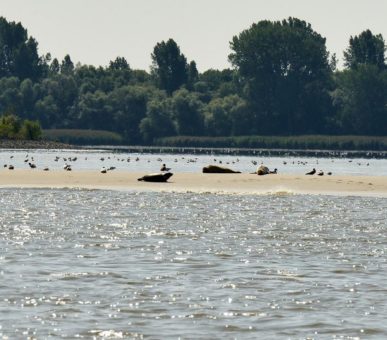 Kegelrobbe in Hamburg Nienstedten gesichtet