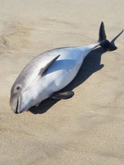 Tote Schweinswale am Strand: Totfunde bitte melden!