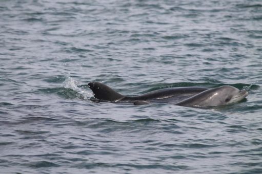 Geschenktipp zum Muttertag: Delfinmütter suchen Paten!