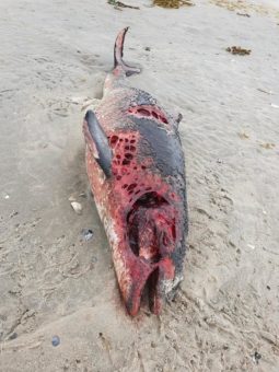 Dutzende tote Schweinswale zeitgleich an niederländischen Watteninseln angeschwemmt
