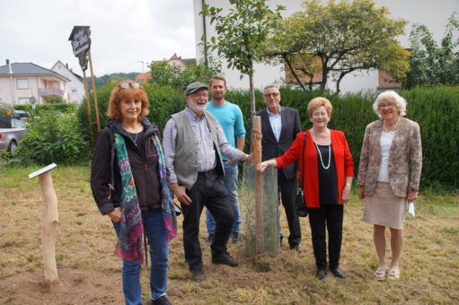 Lützelsacher Frühzwetschge ist Obstsorte des Jahres 2021 im Geo-Naturpark Bergstraße-Odenwald