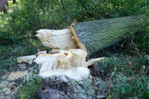 Waldbesitzer fordern Befreiung von Verkehrssicherung an Straßen und Schienen