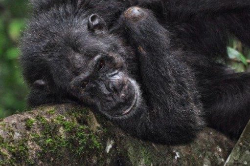 UPDATE: Uganda verschiebt die für heute geplanten Einreisebestimmungen um 2 Wochen