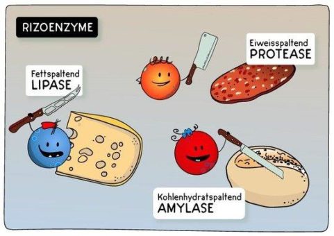 Immer wieder Durchfälle insbesondere nach fetthaltigen Mahlzeiten? Nichts geht ohne die Enzyme der Bauchspeicheldrüse