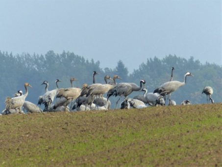 Eine neue Brutvogelart im Nationalpark Hainich: der Kranich