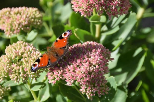 Herbstliche Pflanzenpracht bietet Schmetterlingen ein Zuhause