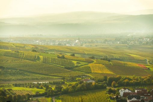 Urlaub zur Weinlese: Mit Mumm Wein zusammen die Schönheit der deutschen Weinregionen entdecken