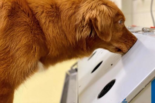 Back to Culture: Können Corona-Spürhunde eine Ansteckung mit dem Corona-Virus riechen? Eine Machbarkeitsstudie soll dazu Auskunft geben
