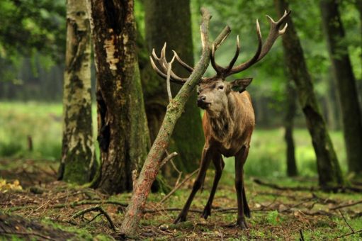 Herbstlicher Wildparkbesuch zur Rotwildbrunft! 19.09. – 10.10.2021