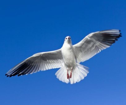 Alle Jahre wieder – Pfingsten