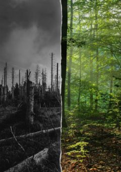 UMDENKEN: NachhaltigkeitsCamp 2021