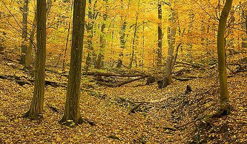 Indian Summer im Nationalpark Hainich (Sonstiges | Unstrut-Hainich)