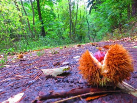 Herbst an der Südlichen Weinstraße: „Keschde“ in aller Munde