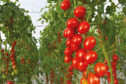 Bayer will Landwirten mit Bio-Gemüsesaatgut den Zugang zum Markt für zertifizierte Bio-Produkte erleichtern
