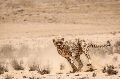 Erster bestätigter Milzbrand-Fall bei Wildtieren in der Namib-Wüste