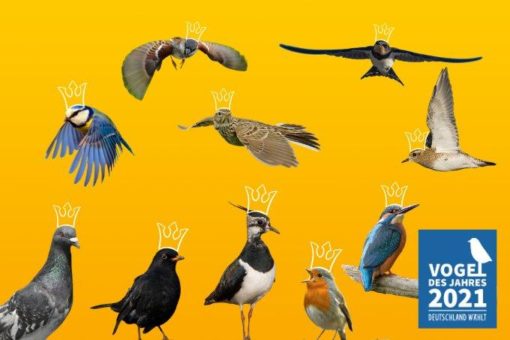 NABU und LBV rufen wieder zur Wahl des Vogels des Jahres auf