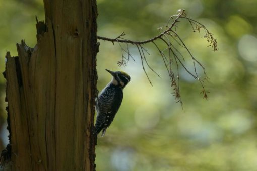 Artenvielfalt retten: Forschende des Weltbiodiversitätsrats erhalten EuroNatur-Preis