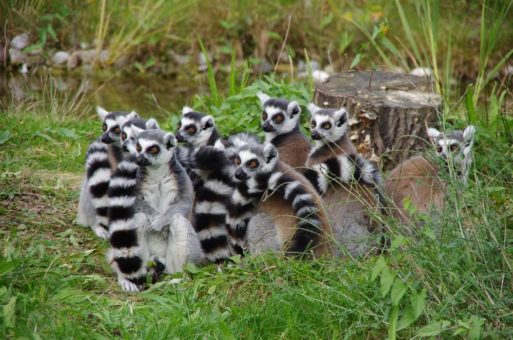 Zoo-Rallye, swa Bulli und vieles mehr beim swa Zootag 2021