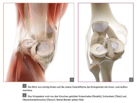 Sehen und Verstehen – Visualisierungen der menschlichen Anatomie als Unterstützung didaktischer und informativer Texte