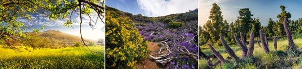 Nach Vulkanausbruch richtet La Palmas Regierung Appell an Reisende und die Touristik