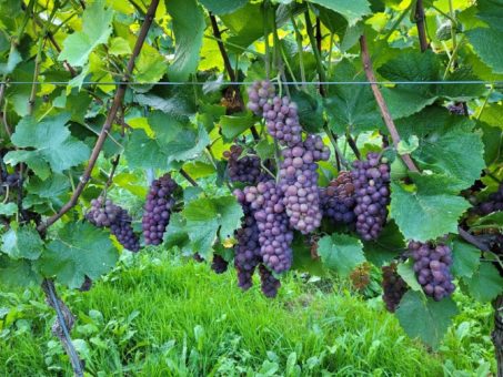 Historisch kleine Weinlese 2021 verspricht Top-Qualitäten