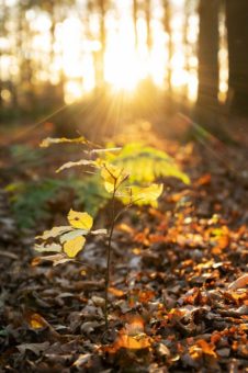 Heimspiel für den Baum des Jahres 2022: Rotbuche im Forstamt Reinhausen vorgestellt