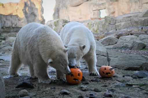 Happy Halloween wünschen die Tiere des Zoo am Meer!