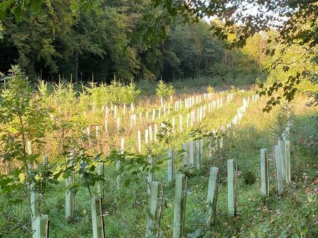 „Zu viel Wild im Wald?“ – Drohen den klimastabilen Wäldern neue Gefahren?