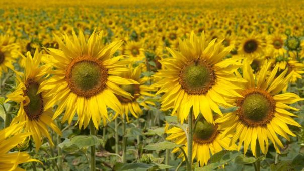 Durstiges Deutschland