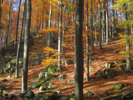 Deutsches UNESCO Global Geopark-Forum zu Gast im UNESCO Welterbe Grube Messel, Geo-Naturpark Bergstraße-Odenwald