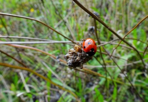 Winterling, Crinoline und Schlossbliemel