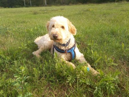 Hunde in der Hauptstadt