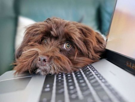 Bürohunde in der Berliner Verwaltung