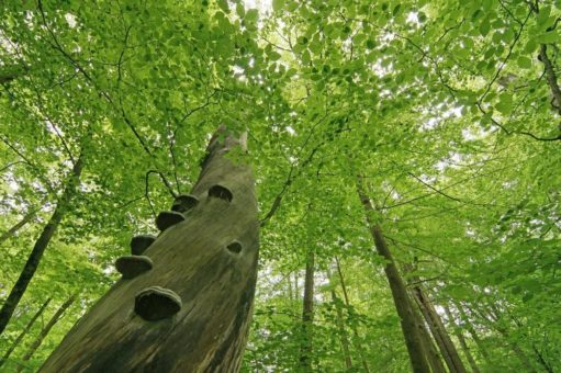 Rotbuche ist Baum des Jahres 2022
