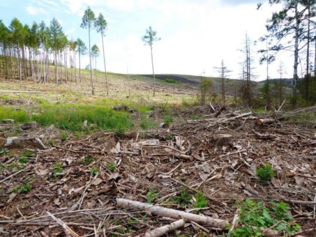 Projekt Waldspende startet im Landkreis Harz