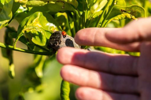 Erfolgreiches Zitrusprojekt von EDEKA und WWF ausgeweitet