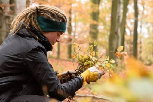 Bergwaldprojekt-Freiwillige verpflanzen in Hardegsen Buchen-Wildlinge auf Fichten-Kahlflächen
