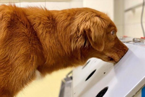 Hunde können SARS-CoV-2 von 15 anderen viralen Atemwegsinfektionen unterscheiden