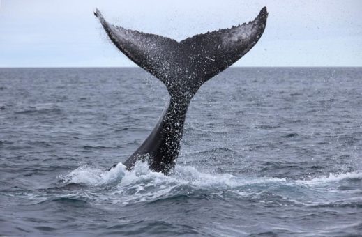 Kreuzfahrt: Iceland ProCruises bietet „Wal-Garantie“